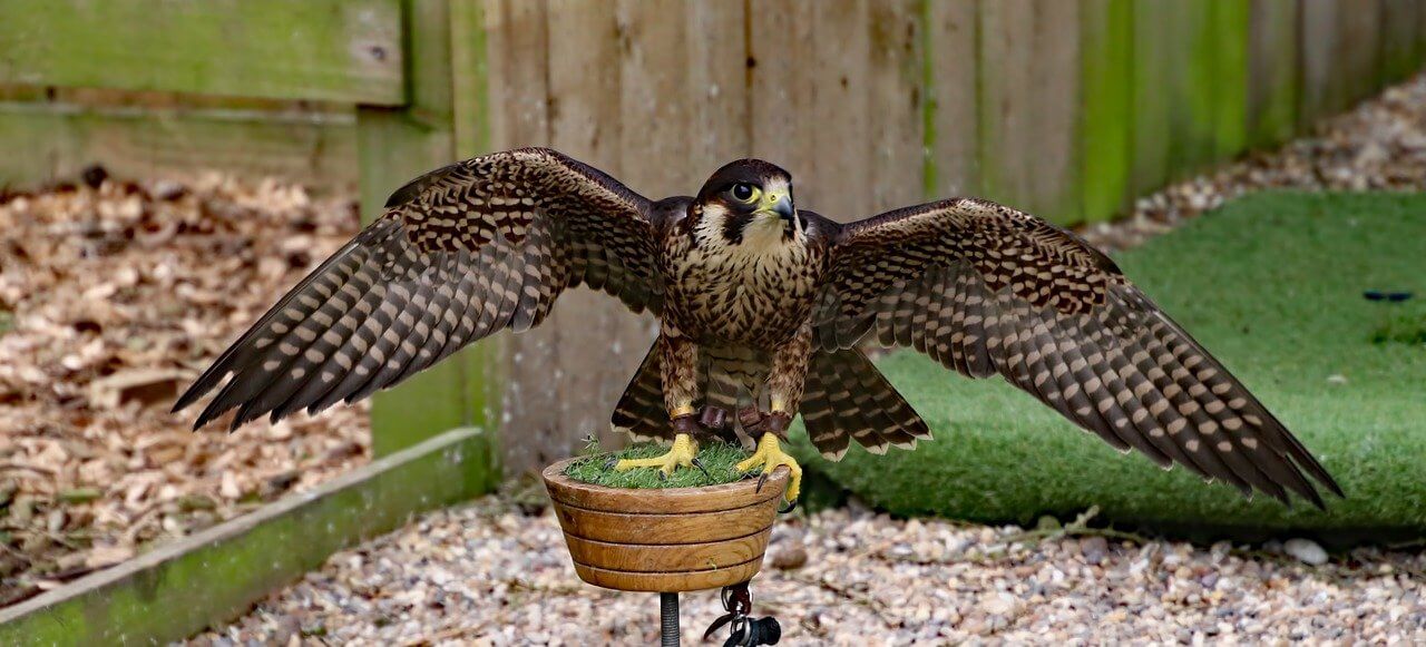peregrine-2253495_1280
